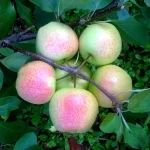 Epler i et epletre - Julien trepleie
